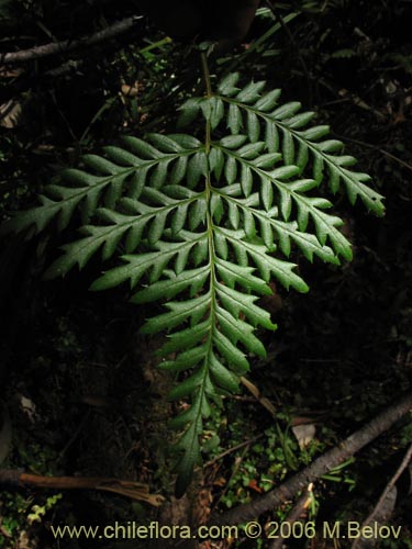 Фотография Lomatia ferruginea (Fuinque / Palmilla). Щелкните, чтобы увеличить вырез.